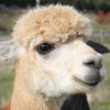 lama